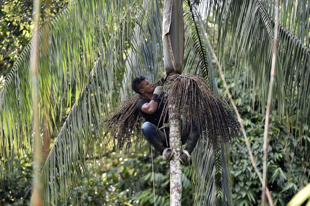 USO PRODUTIVO DA ENERGIA EM RESEX - AMAZÔNIA Projeto do WWF-Brasil apoiado pelo ICMBio e C.S. Mott Foundation iniciado em 2016.