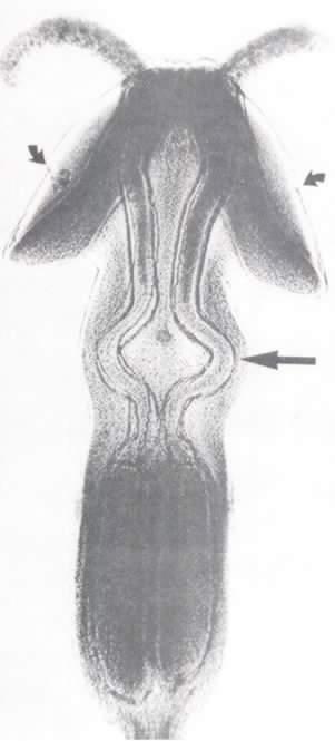Poecilancistrium caryophyllum. Fig.