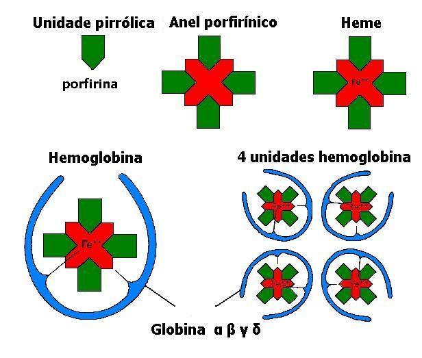 Hemoglobina Variações da hemoglobina em humanos Hb