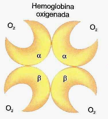 OXI-HEMOGLOBINA