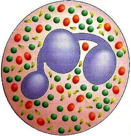 Grânulos azurófilos: são metacromáticos, coram de vermelho, são os maiores e predominam em células jovens. CQ: GAGs sulfatadas, peroxidase, fosfatase ácida.