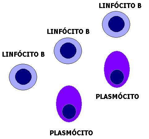 Linfócitos B Resposta imune humoral Tem memória, expressa Igs na superfície como receptores de