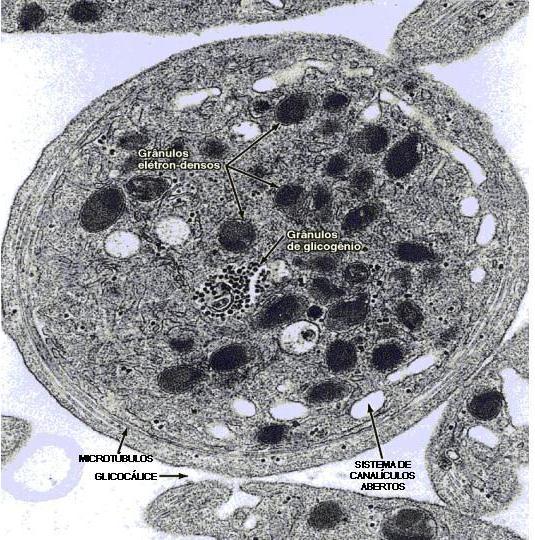 GRANULÔMERO ou CROMÔMERO Grânulos densos = lisossomos com serotonina, adrenalina e cálcio Mitocôndrias Ribossomos Grânulos de glicogênio Grânulos α: