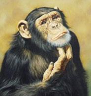 SELEÇÃO Seleção e evolução 17/04/2007 Agência FAPESP Uma comparação feita com 14 mil genes humanos e a mesma quantidade de genes do chimpanzé trouxe um resultado inusitado, para dizer o mínimo.
