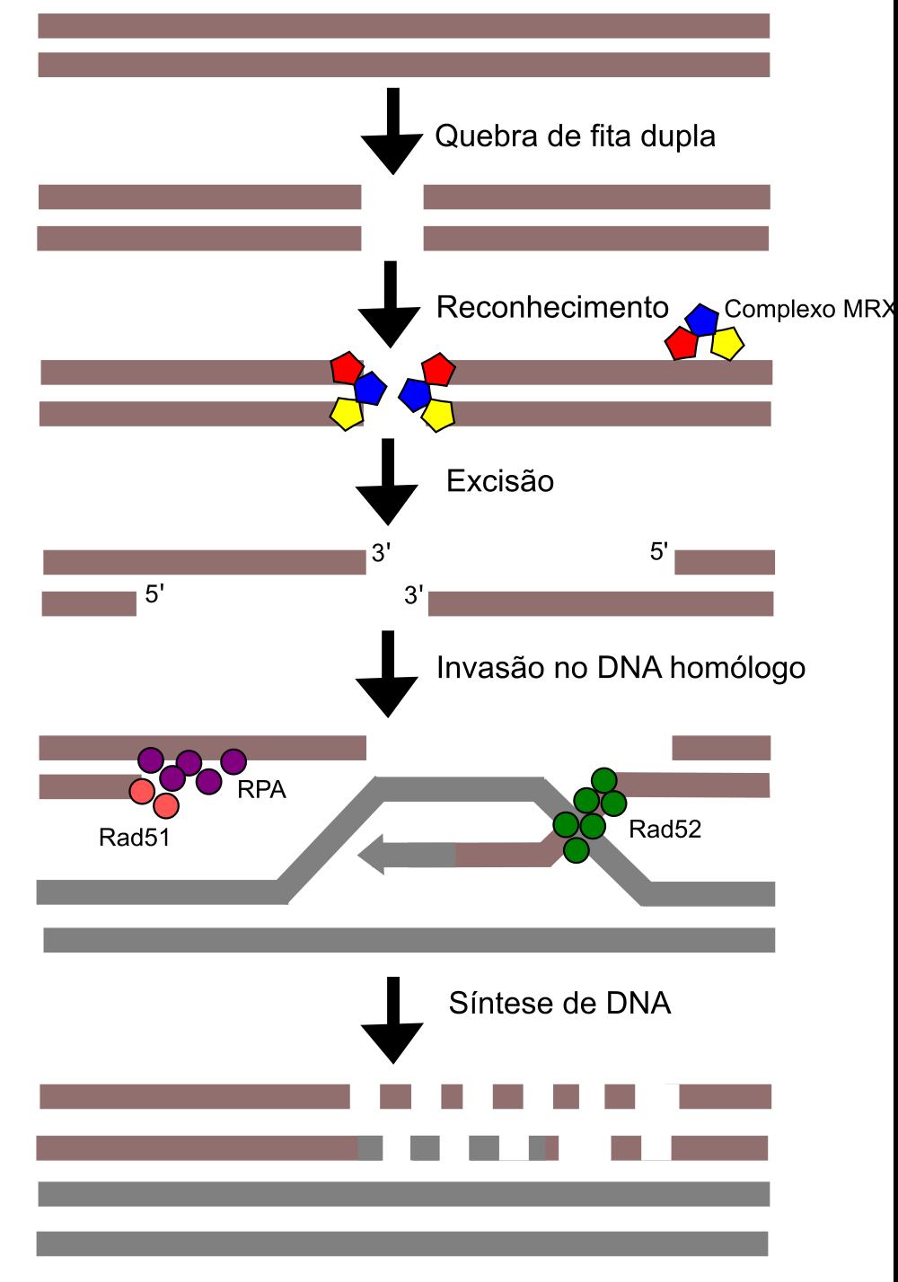16 reparando o dano da molécula (Cejka, 2015) (Figura 3). Figura 3. Esquema da via de recombinação homóloga no reparo de quebras de fita dupla do DNA.