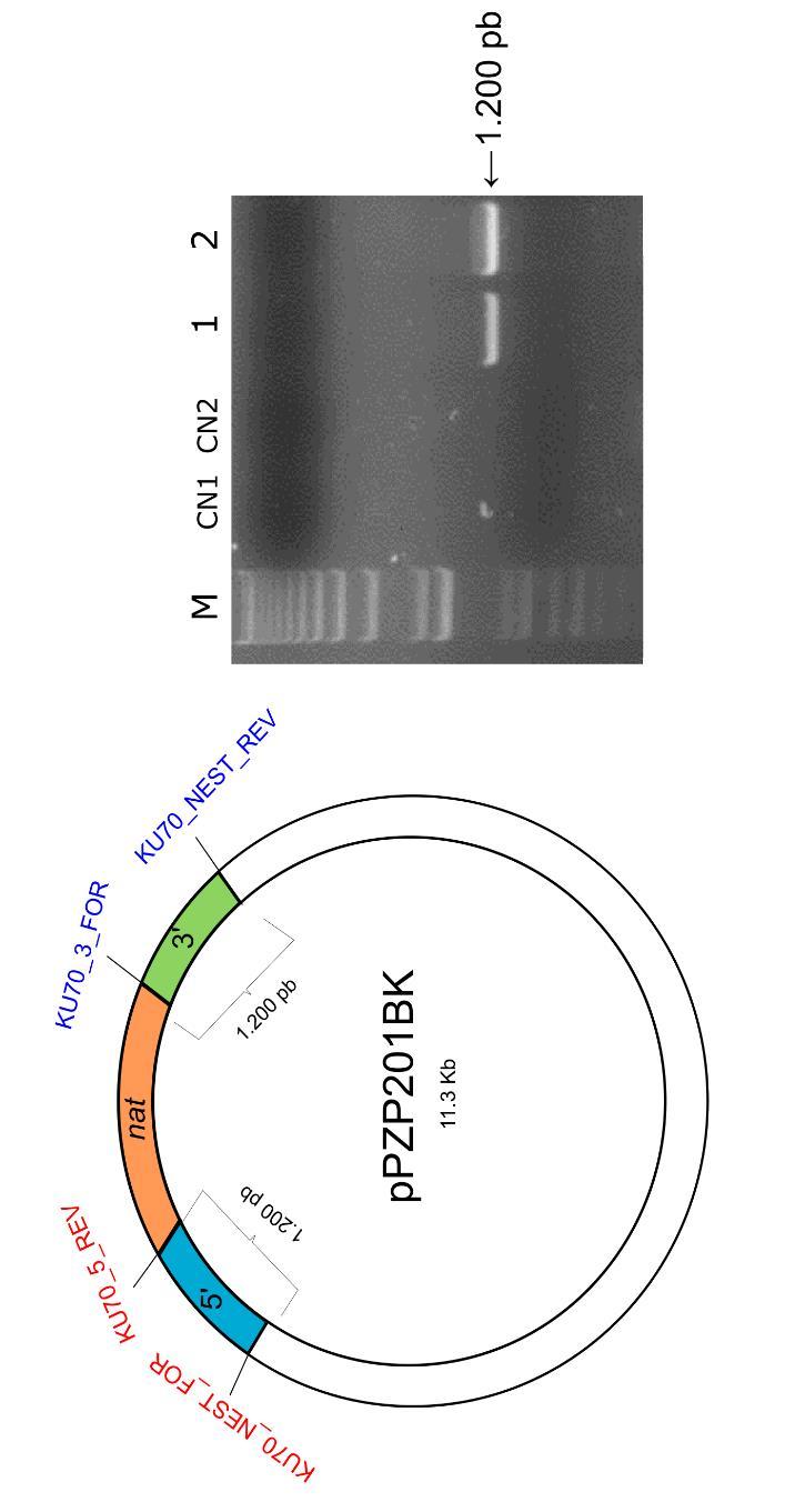 33 (B) Figura 10. Confirmação da clonagem do cassette de deleção ku70 no vetor ppzp201bk. (A) Clivagem com as enzimas de restrição BamHI e XbaI.