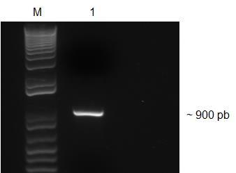 Screening dos transformantes obtidos a partir da agrotransformação de M. anisopliae com plasmídeo ppzp::δku70::nat. Representação de quinze transformantes.