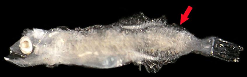 44 Ordem Stomiiformes / Família Gonostomatidae 20 Figura 20: Margrethia obtusirostra. DZUFRJ 5541; Flexão; CP 5,5 mm.