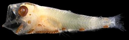 stehmanni possuem o intestino liso, enquanto que larvas de Myctophidae têm intestino estriado. O número de vértebras varia entre 33 e 34 (raramente).