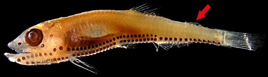 63 Ordem Stomiiformes / Família Phosichthyidae Figura 31 - F: DZUFRJ 1182; Juvenil; CP 23,4 mm. Figura 31 - G: DZUFRJ 7580; Juvenil; CP 28,3 mm.