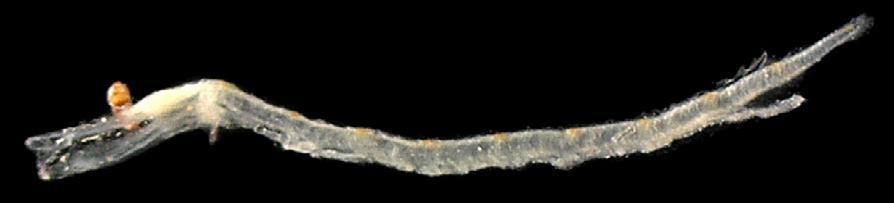 67 Ordem Stomiiformes / Família Phosichthyidae 33 Figura 33 - A: Eustomias sp. DZUFRJ 6120; Pré-flexão; CP 11,0 mm. Eustomias sp. As larvas de Eustomias têm corpo muito alongado e intestino estreito e longo, com uma grande parte livre.