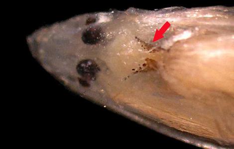 No caso de C. alba, a meninge possui pigmentos escuros na lateral do cérebro formando um V, com o vértice voltado para trás. Esse é o único pigmento da meninge dessa espécie.