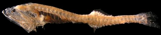 larvas maiores que 8,0 mm CP apresentam também três melanóforos na região dorsal do pedúnculo caudal e um ventral.