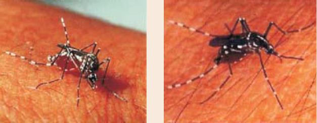 Nas habitações, o adulto do Aedes aegypti é encontrado, normalmente, emparedes, móveis, peças de roupas penduradas e mosquiteiros.