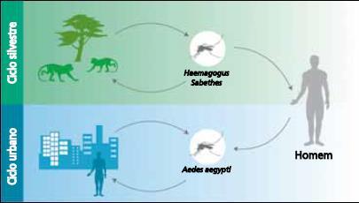 O modo de transmissão ocorre a partir de mosquitos, fêmeas, que se infectam quando vão se alimentar de sangue de primata (macaco) ou do homem infectado com o vírus da febre amarela.