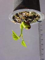 Produção de Mudas de Corticeira-do-mato (Erythrina falcata Bentham) por Miniestaquia a
