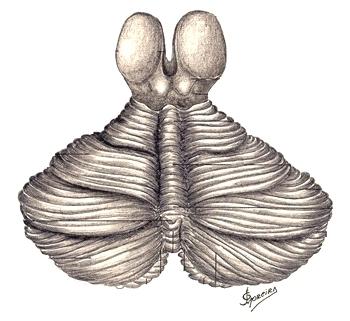 COLEÇÃO MONOGRAFIAS NEUROANATÔMICAS