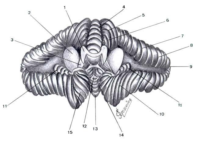 Visão Anterior do Cerebelo, após a ressecção do Tronco Encefálico e do Putamen mostrando, seccionados, os três pedúnculos cerebelares (Superior, Médio e Inferior ) e a face profunda do Cerebelo. FIG.