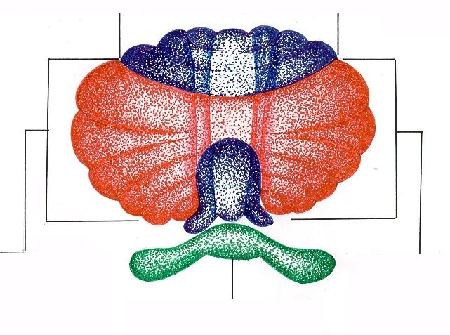 Evolução Filogenética do Cerebelo.