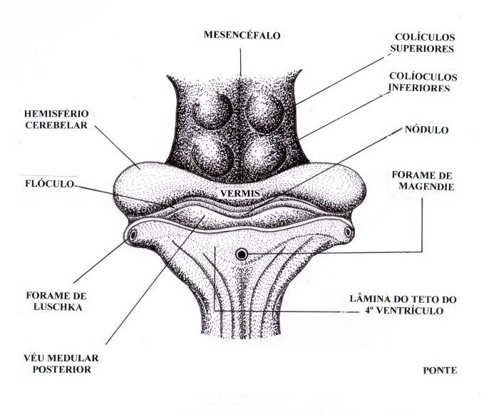 Mesencéfalo e Rombencéfalo, em Visão parcial Dorsal, com seus Colículos : Superior e Inferior ( um de cada lado ) e os Hemisférios Cerebelares em formação.