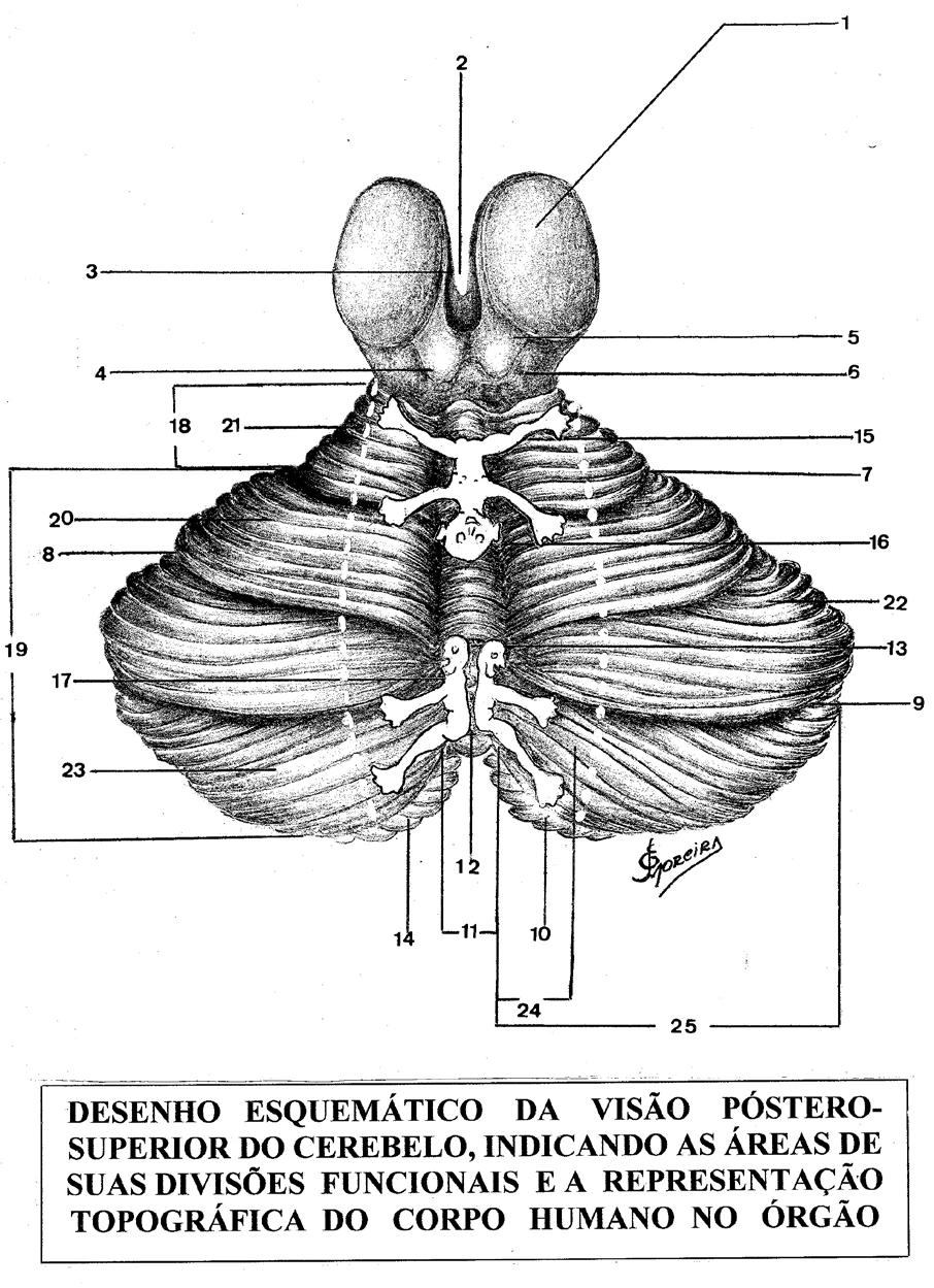 A: Verme B: Zona Interhemisférica C: Zona Hemisférica Lateral C B A Desenho esquemático, em visão póstero-superior do Cerebelo, indicando as áreas de suas Divisões Funcionais: Área (