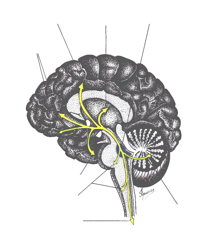 Sistema Modulador Extra-talâmico Cortical Norepínefrínico e Suas Aferencias Norepinefrínicas - Monoaminérgicas para o Cerebelo Fibras norepinefrínicas para quase todo o Córtex Cerebral.