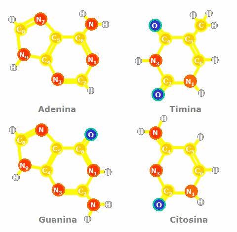 nucléico : carrega as informações genéticas -Capa protéica: