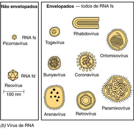 (peixes) e invertebrados (insetos) Vírus da herpes, varicela, encefalite, roséola, etc.