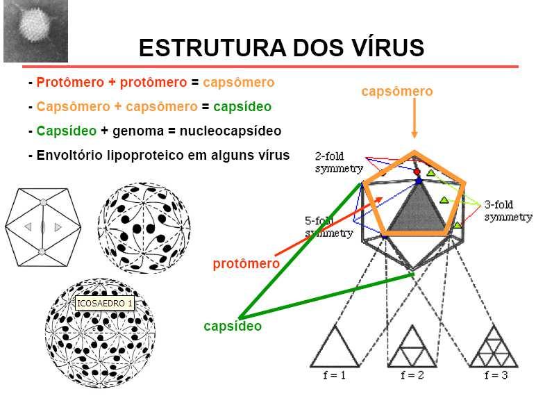 MORFOLOGIA DOS VÍRUS VÍRUS