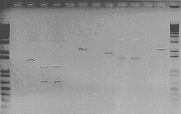 37 5.2.2- Tratamento enzimático do produto de PCR (genes spec e spef) Mesmo tendo sido eleito o gene spec para os estudos futuros, ambos (spec e spef) foram utilizados nesta etapa.