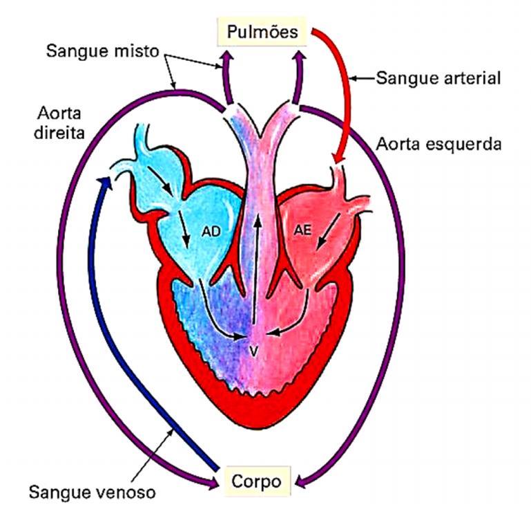 Circulação Sanguínea nos Anfíbios Circulação dupla: o sangue passa duas vezes pelo coração; Pequena circulação ou circulação pulmonar: sangue faz o trajeto coração pulmões coração;
