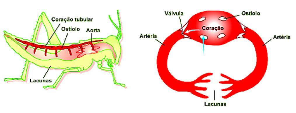 Tipos de Sistema Circulatório Sistema Circulatório Aberto O sangue circula apenas parte do tempo dentro dos vasos entrando em contato direto com o tecido