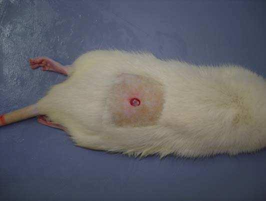 47 Figura 7 - Lesão provocada no dorso de rato com auxílio de punch de 8mm 4.