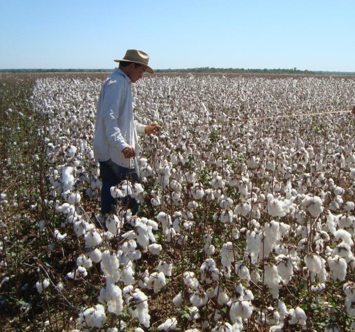 Leite et al. (2017) 71 1. Introdução O cultivo de algodão (Gossypium L.) tem se apresentado relevante em todo mundo.