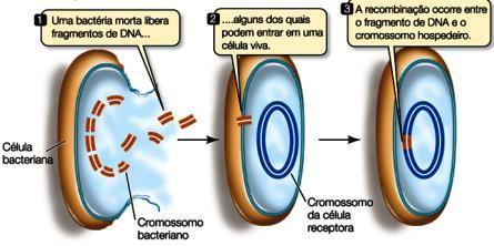 , havendo formação de uma passagem entre as duas bactérias que se denomina fimbria sexual ou pilus.