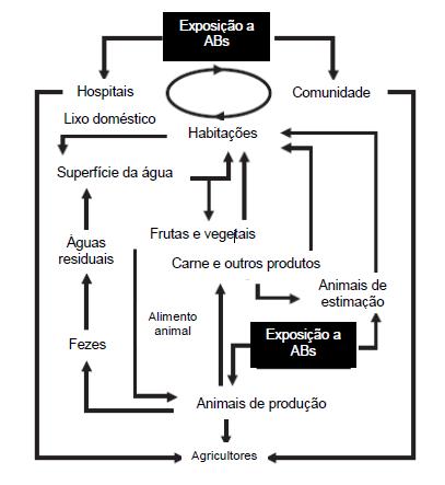 O recurso aos antimicrobianos em medicina veterinária é cada vez mais comum, resultado de um aumento de infecções em animais de companhia, no entanto este uso pode criar uma pressão selectiva para