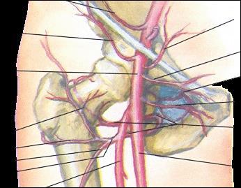 Anatomia: Fraturas do Acetábulo: Artéria Femoral