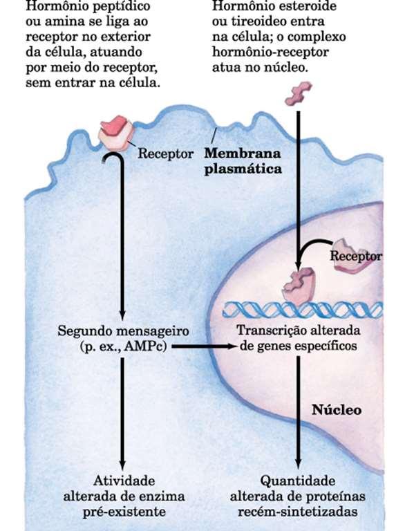 A ação hormonal depende de