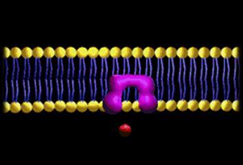 Difusão Facilitada - Algumas substâncias, não solúveis em lipídios e pelo tamanho, não conseguem passar por difusão simples.