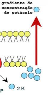 (HIPERTÔNICO) ATRAVÉS DE UMA MEMBRANA SEMIPERMEÁVEL ATÉ O