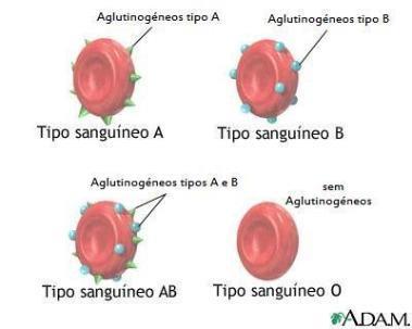 Carboidratos Glicoproteínas Glicolipídios A tipagem