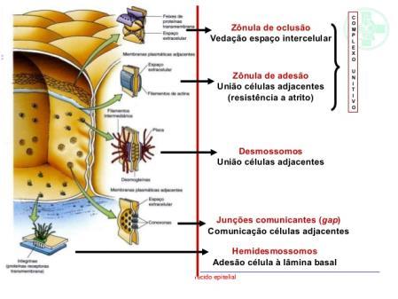 célula.