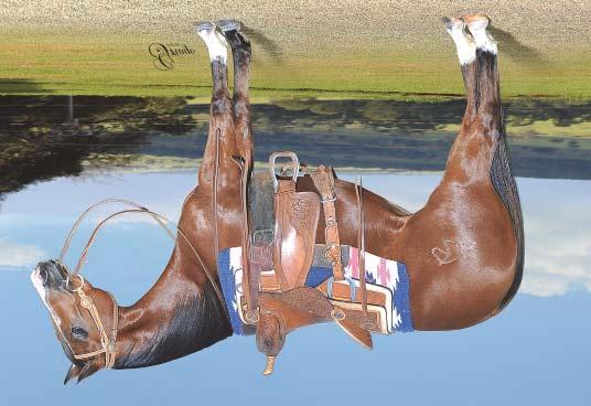 HARAS COSTA FERREIRA - UBERABA - MG LOTE - 16 PEPITA DIAMOND LE P181788 - QUARTO DE MILHA PO - FÊMEA - 16/11/2012 - CASTANHO PEPPY DOC DP PEPPY DOC SAN JUSTA SAN DOC PEPPY SAN BADGER DOCS ONE OFA