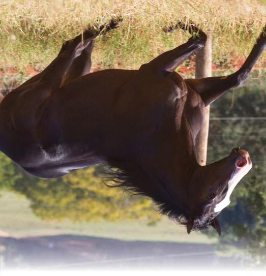 FEATURE FAME EK HARAS VIAMON - BAURU - SP LOTE - 300 P150685 - QUARTO DE MILHA PO MACHO - 11/08/2011 - ZAINO Venda de coberturas.