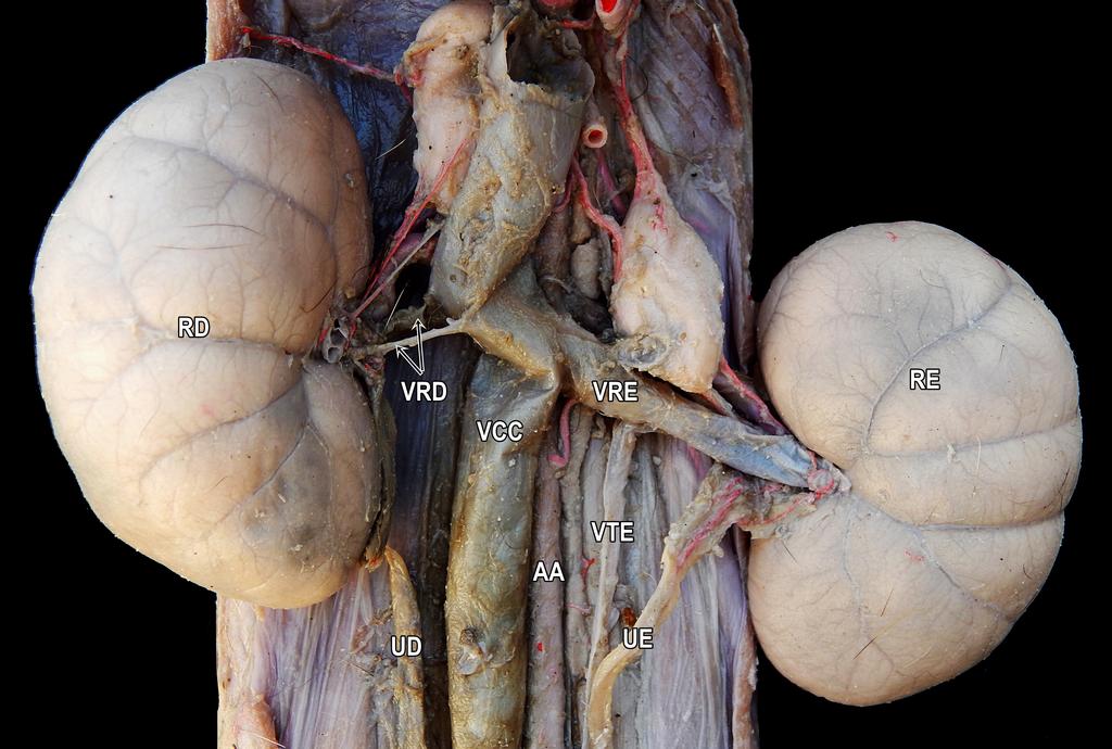 Duplicidade da veia renal direita em gato-do-mato-pequeno (Leopardus guttulus): relato de caso Relato de caso a segunda veia renal, caudoventral, possuía 0,98 cm de comprimento (Figura1).