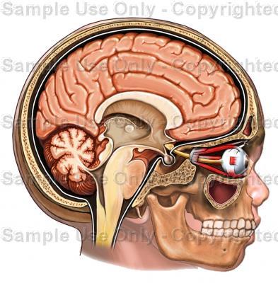 cerebral esquerdo Atenção seletiva + visão periférica D O P A M I N A - áreas sensoriais parietais,