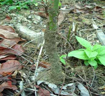 Tais sinais são indicativos da intensidade dessa associação inseto-planta, uma vez que os ninhos dessa espécie de formiga são, normalmente, localizados na superfície do solo. Fig. 5.