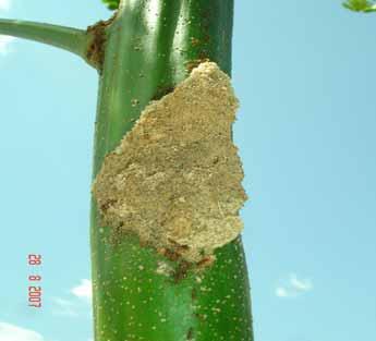 Ninho arborícola de Solenopsis saevissima (Hymenoptera: Formicidae) em paricá (Schizolobium amazonicum) com ligação com o solo. Fig. 6.