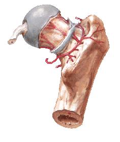 Circunflexa Femoral Medial