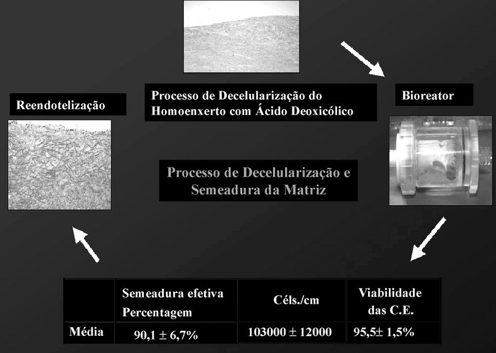 Arq Bras Cardiol Fig. 1 - Etapas do processo de criação de uma valva cardíaca por engenharia de tecidos.